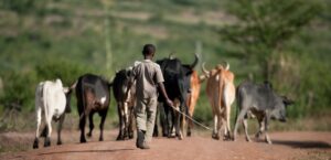 Boy with a herd of cattle in the Serengheti National Park, Tanzania.